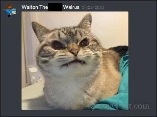 So pinnen Sie Nachrichten auf Discord