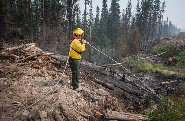 Cientistas usam IA para prever incêndios florestais em grande escala