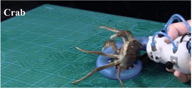 Este braço robótico “polvo” pode aderir a quase qualquer objeto