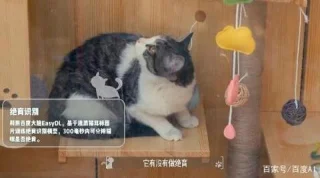 IA e tecnologia de reconhecimento facial são usadas para construir abrigos para gatos vadios