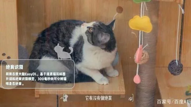 IA e tecnologia de reconhecimento facial são usadas para construir abrigos para gatos vadios