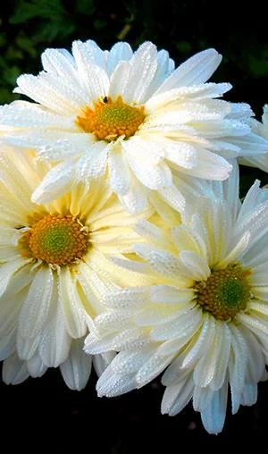 白い菊の写真、美しい白い菊の画像