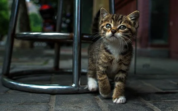 Kertas dinding kucing yang paling comel dan comel