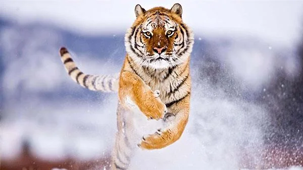 Kertas dinding harimau yang sangat cantik untuk komputer, kertas dinding harimau untuk komputer riba