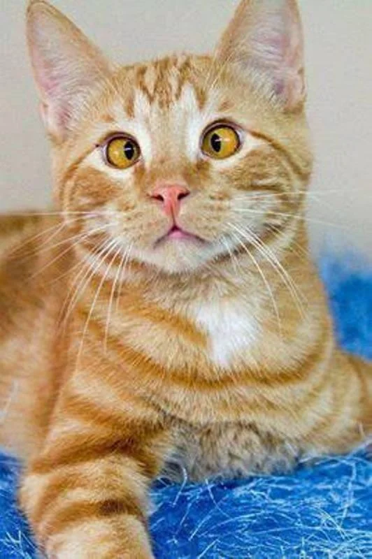 Gambar kucing kelakar, gambar kucing kelakar