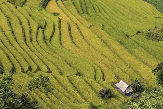 Kertas dinding padang teres yang cantik untuk komputer
