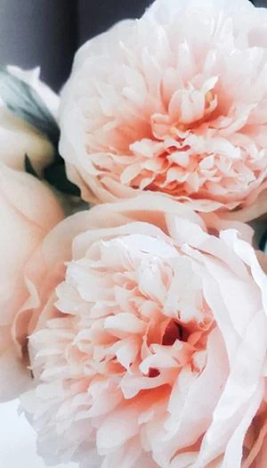 Kertas dinding peony, gambar peony yang cantik