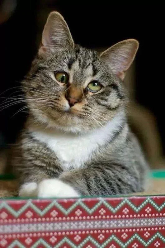 Gambar kucing kelakar, gambar kucing kelakar