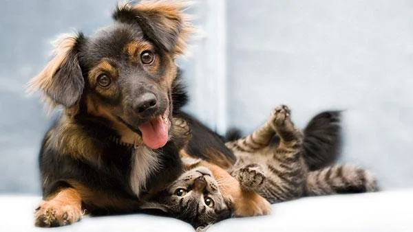Kertas dinding kucing yang paling comel dan comel