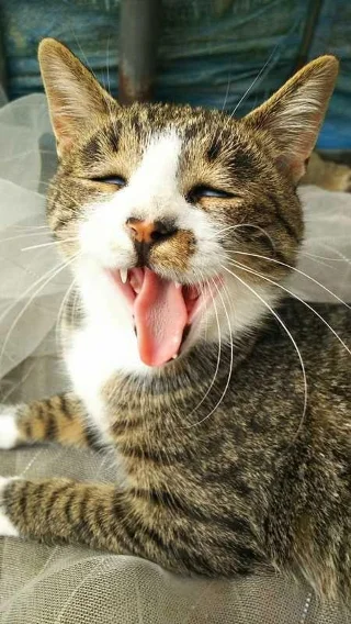 Gambar kucing kelakar, gambar kucing kelakar
