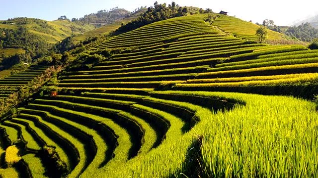 Kertas dinding padang teres yang cantik untuk komputer