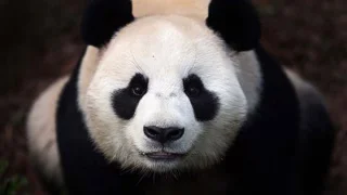 Bilgisayarlar için en sevimli panda duvar kağıtları seti