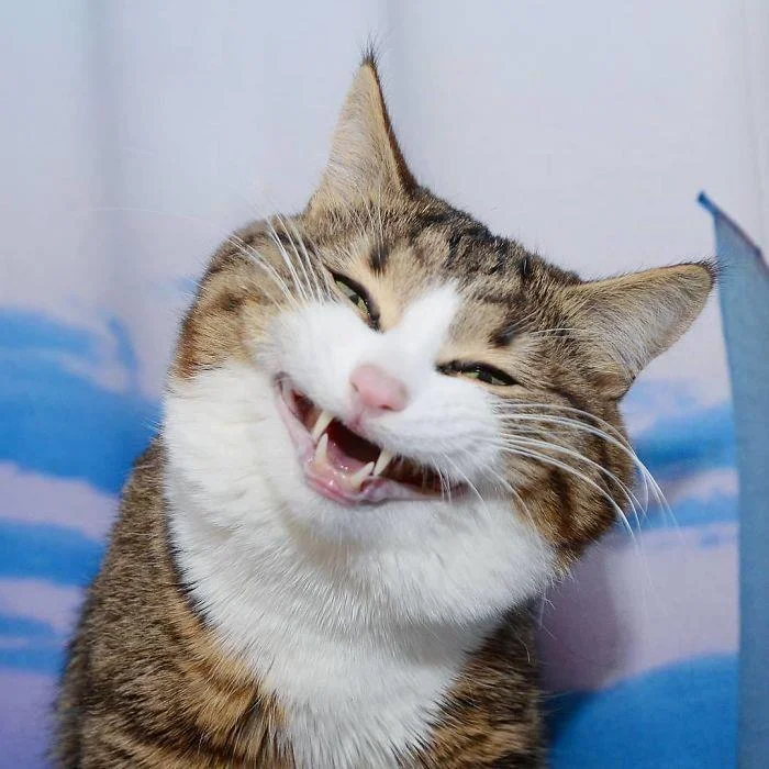 Gambar kucing kelakar, gambar kucing kelakar