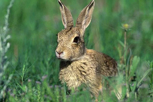 愛らしくてかわいい赤ちゃんウサギの壁紙