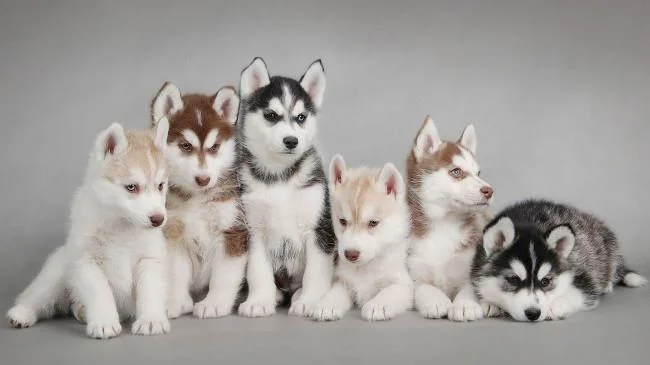 Set kertas dinding anjing comel untuk komputer