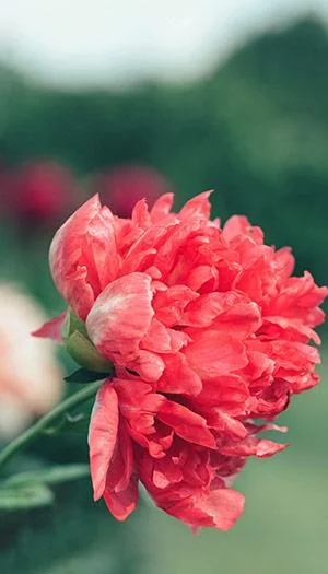 Kertas dinding peony, gambar peony yang cantik