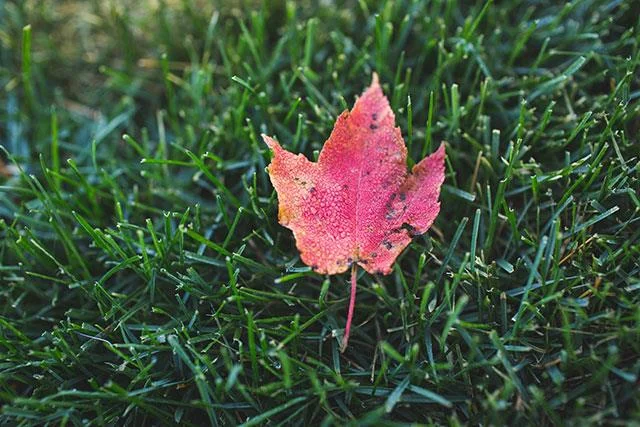 Beaux fonds d'écran de feuilles d'érable, feuilles d'érable d'automne pour ordinateurs et ordinateurs portables Beaux fonds d'écran de feuilles d'érable, feuilles d'érable d'automne pour ordinateurs et ordinateurs portables