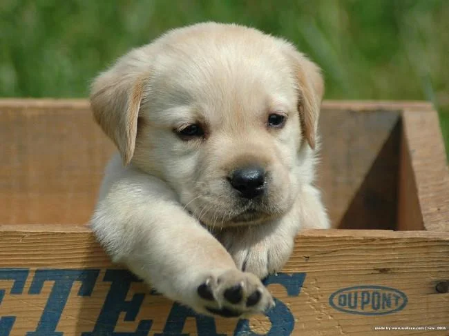 Set kertas dinding anjing comel untuk komputer