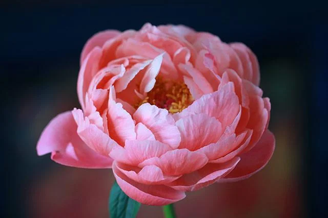 Kertas dinding peony, gambar peony yang cantik