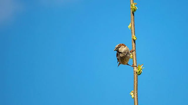 Mavi duvar kağıtları, mavi arka plan resimleri