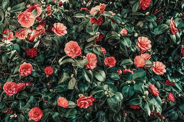 Kertas dinding peony, gambar peony yang cantik