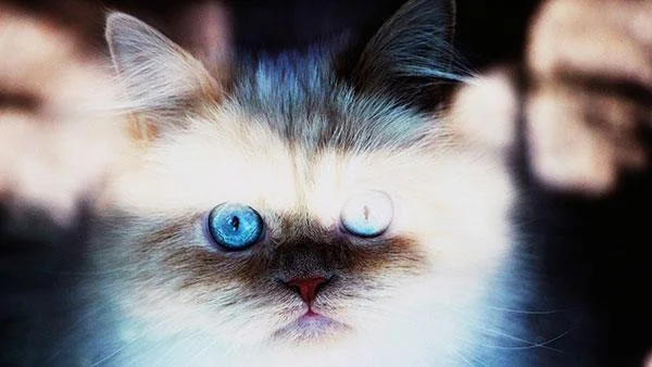 Kertas dinding kucing yang paling comel dan comel