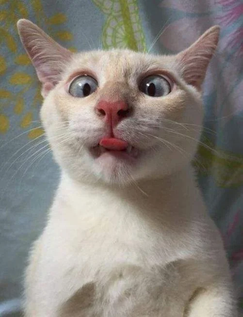 Gambar kucing kelakar, gambar kucing kelakar