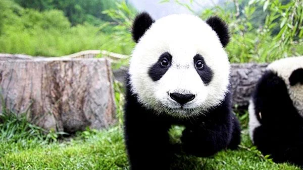 Set kertas dinding panda yang paling comel untuk komputer