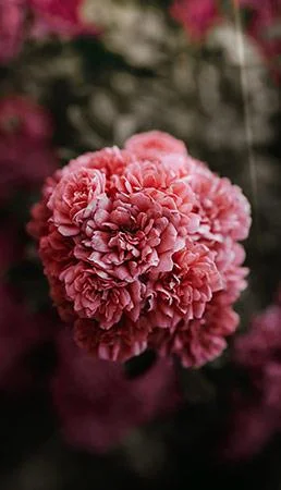 Kertas dinding peony, gambar peony yang cantik