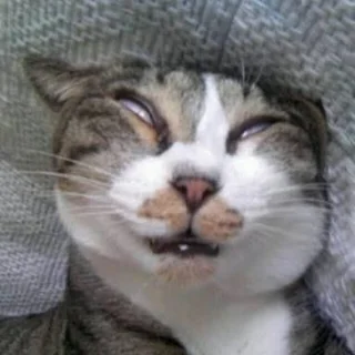 Gambar kucing kelakar, gambar kucing kelakar