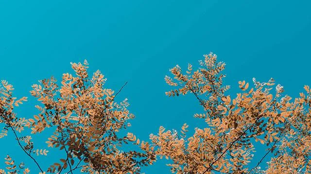 Bilgisayarlar için yaprak duvar kağıtları, telefonlar için yaprak fotoğrafları
