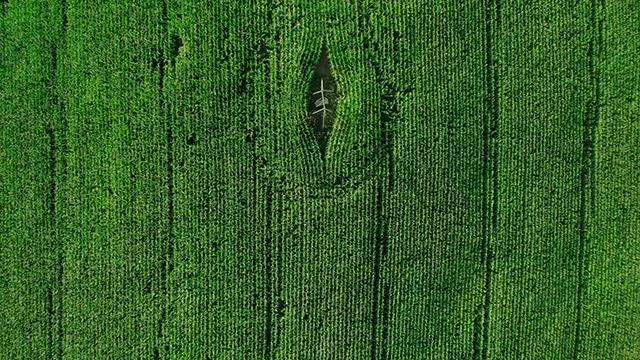 Kertas dinding hijau, kertas dinding hijau yang cantik untuk komputer dan telefon