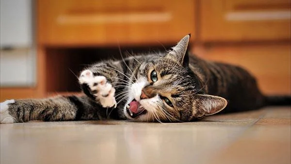 Kertas dinding kucing yang paling comel dan comel