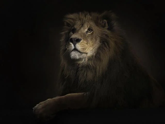 Koleksi kertas dinding Leo dan Singa Laut yang sangat cantik untuk komputer