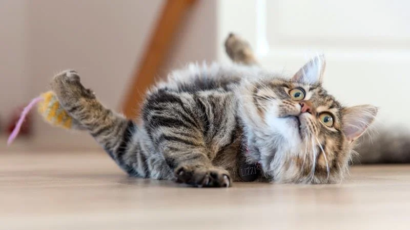 Gambar kucing kelakar, gambar kucing kelakar