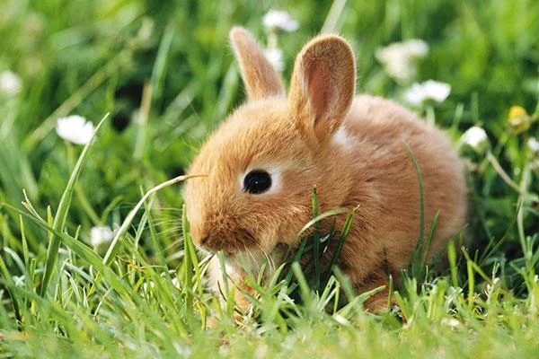 愛らしくてかわいい赤ちゃんウサギの壁紙