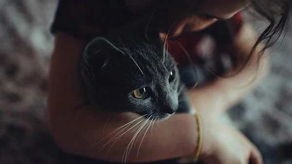 Kertas dinding kucing yang paling comel dan comel