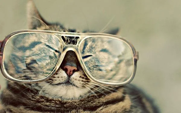 Kertas dinding kucing yang paling comel dan comel