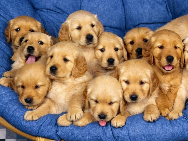 Set kertas dinding anjing comel untuk komputer