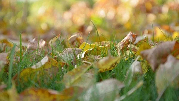 Top 200 kertas dinding komputer HD Penuh yang sangat cantik jangan dilepaskan