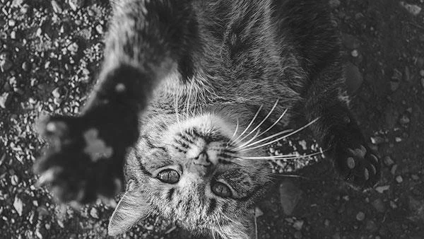 Kertas dinding kucing yang paling comel dan comel