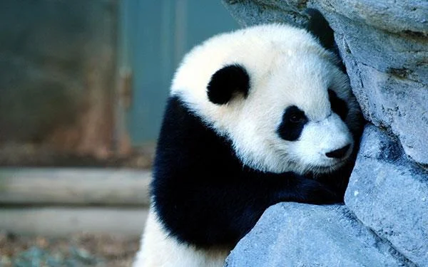 Set kertas dinding panda yang paling comel untuk komputer