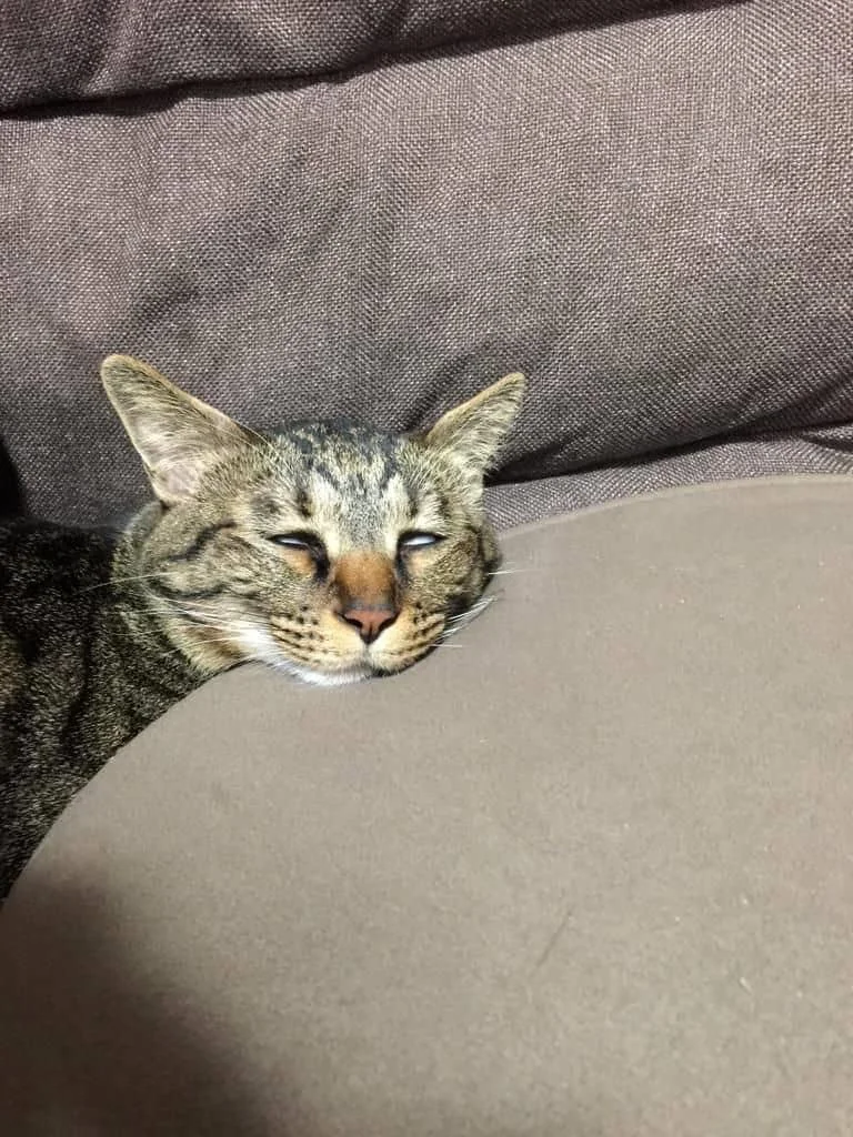 Gambar kucing kelakar, gambar kucing kelakar