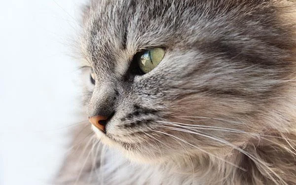 Kertas dinding kucing yang paling comel dan comel