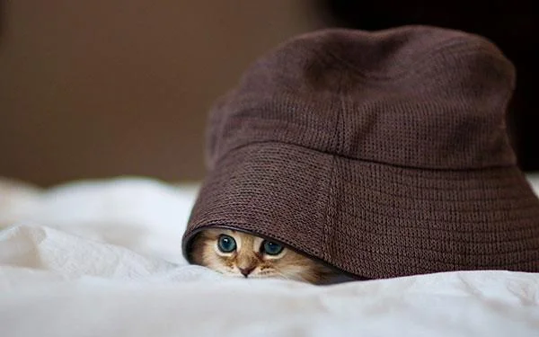Kertas dinding kucing yang paling comel dan comel