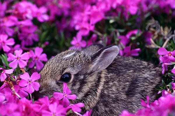 愛らしくてかわいい赤ちゃんウサギの壁紙
