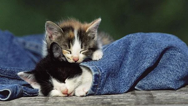 Kertas dinding kucing yang paling comel dan comel