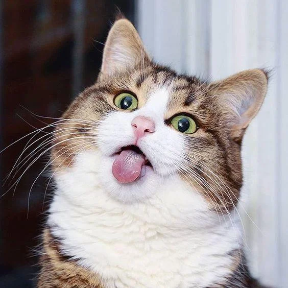 Gambar kucing kelakar, gambar kucing kelakar