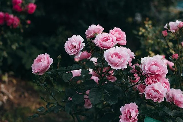 Kertas dinding peony, gambar peony yang cantik