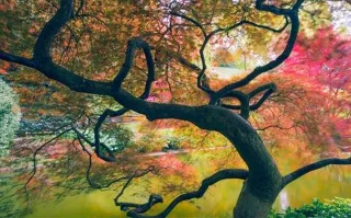 Laden Sie jetzt ein neues Theme-Set mit vielen Themes speziell für Windows 10 herunter